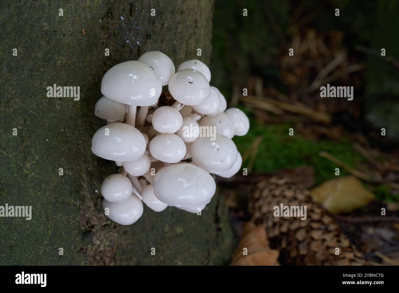 Champignon Oudemansiella mucida sur le hêtre. Connu sous le nom de champignon de porcelaine. Groupe de champignons blancs dans la forêt de hêtres. Banque D'Images