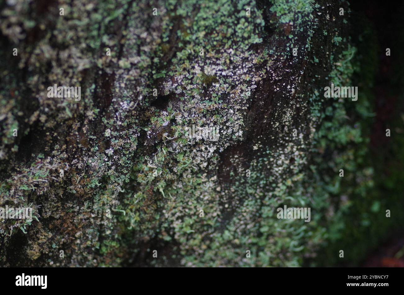Soldats jouets (Cladonia bellidiflora) champignons Banque D'Images