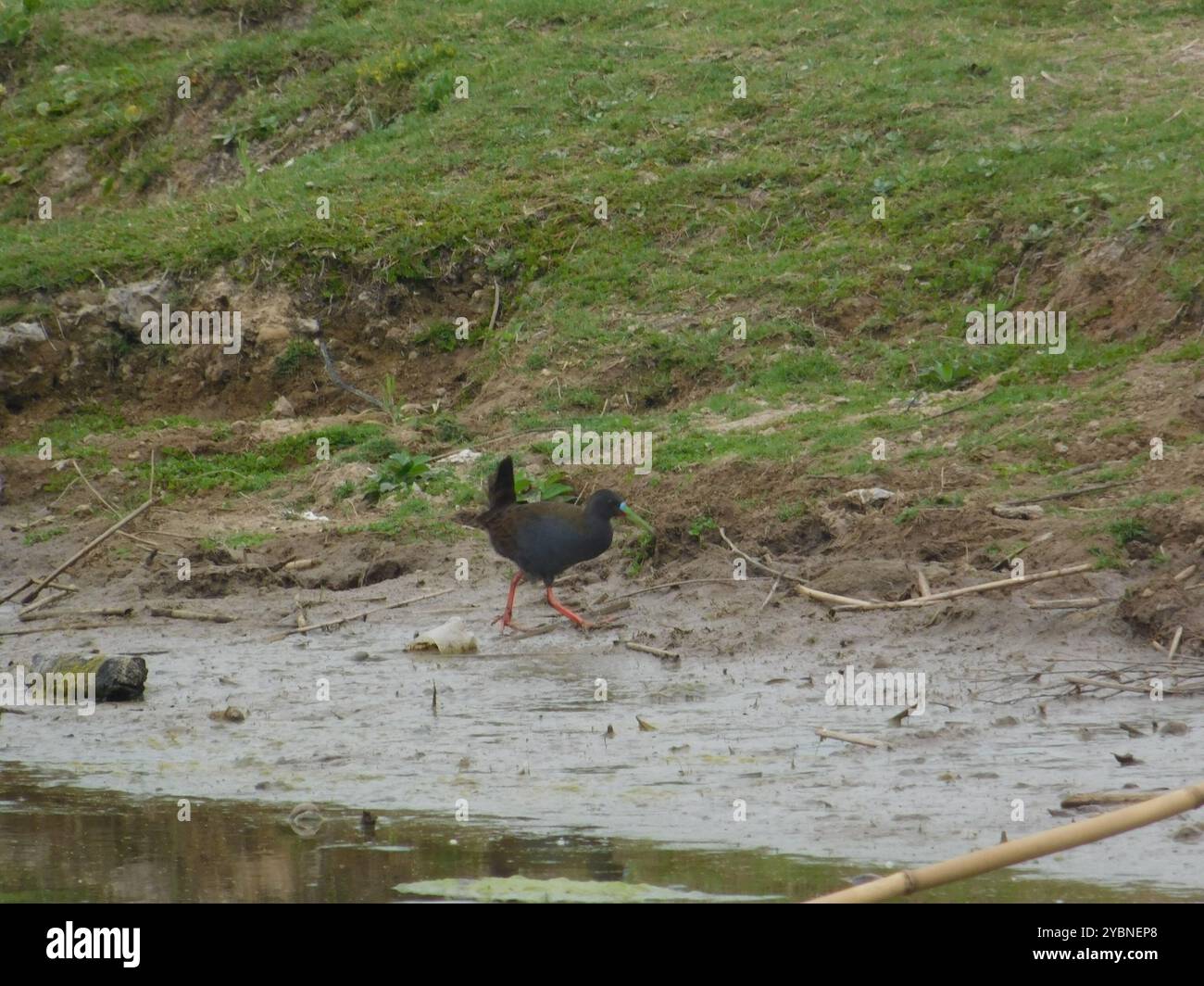 Chemin de fer de Plumbeous (Pardirallus sanguinolentus) Aves Banque D'Images