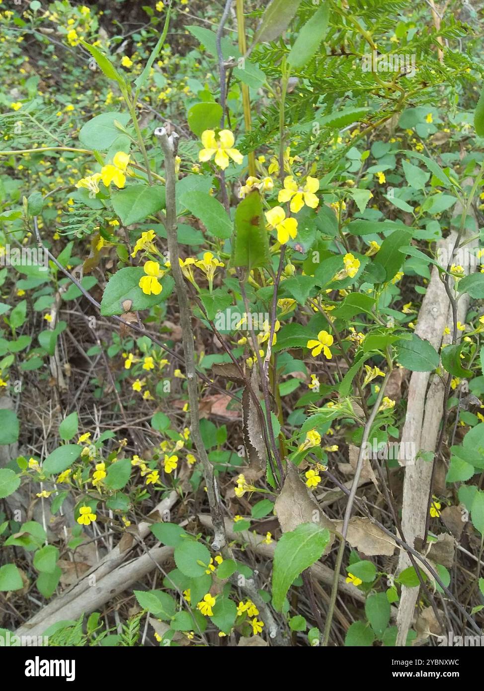 Houblon goodenia (Goodenia ovata) Plantae Banque D'Images