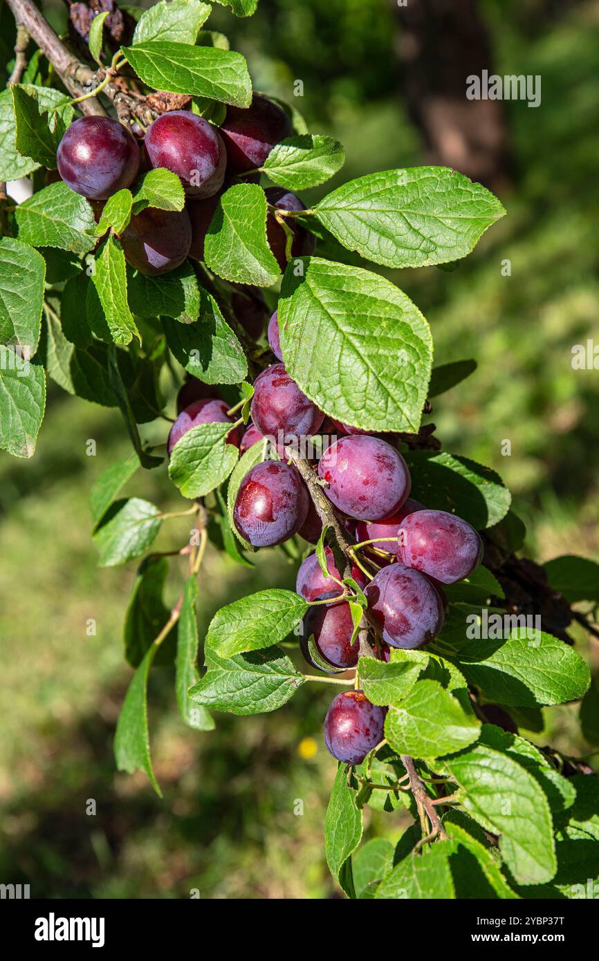 Gros plan d'une branche de prune violette dans un jardin Banque D'Images