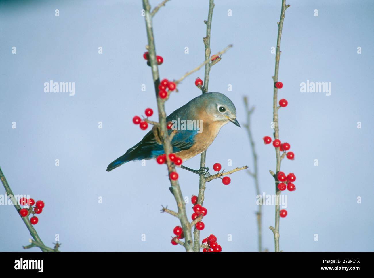 Bleuet femelle, Sialia sialis perches sur branches sur buisson rouge vif Winterberry, Missouri USA Banque D'Images