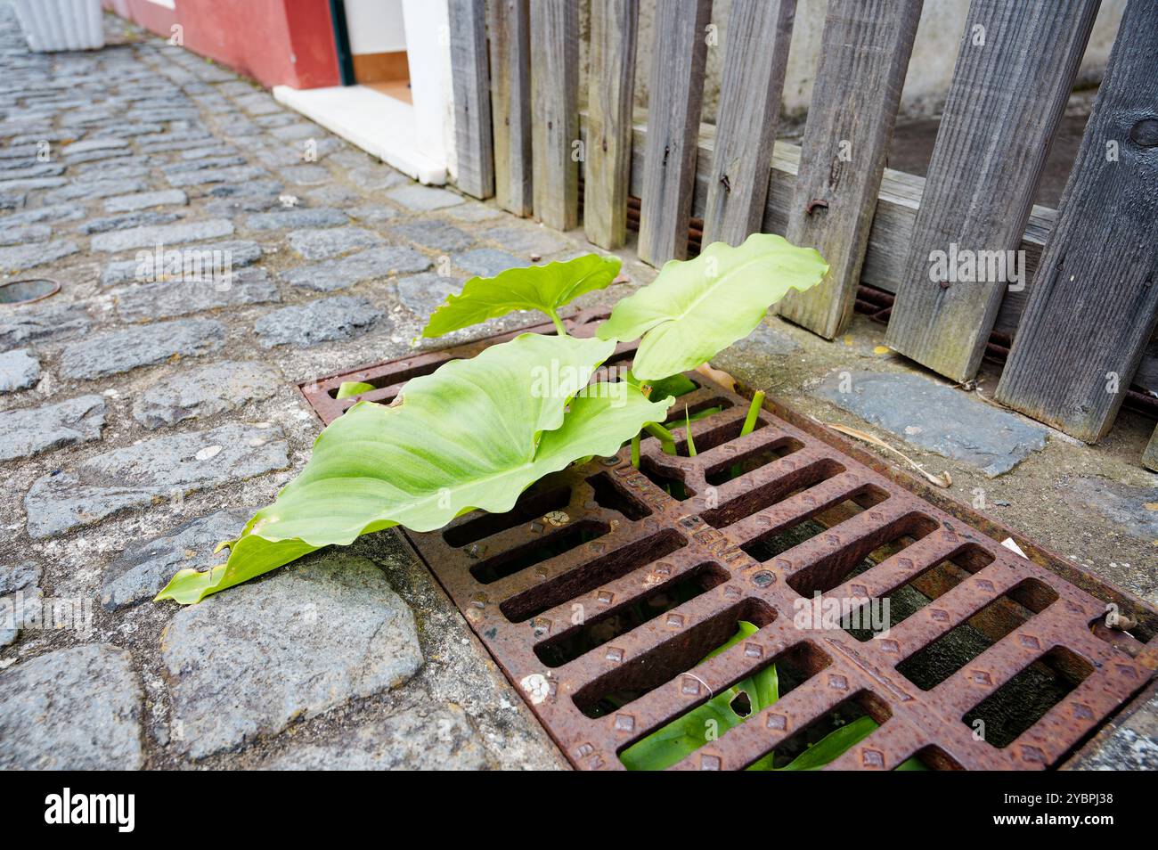 Plante feuillue émergeant à travers une grille de drainage rouillée sur une rue pavée à São Vicente Banque D'Images