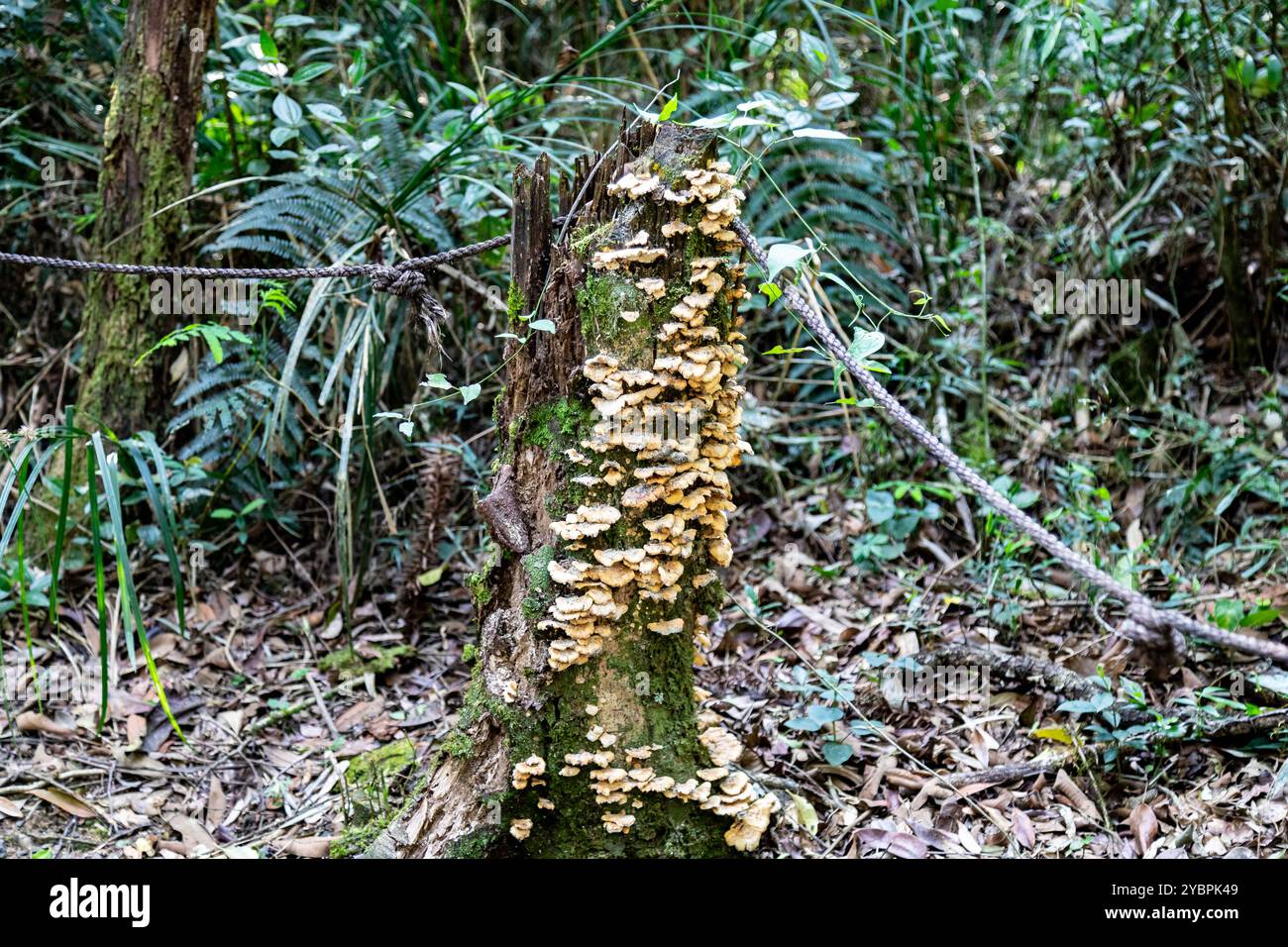 Paysage sauvage naturel de la forêt atlantique et de la forêt tropicale brésilienne Banque D'Images