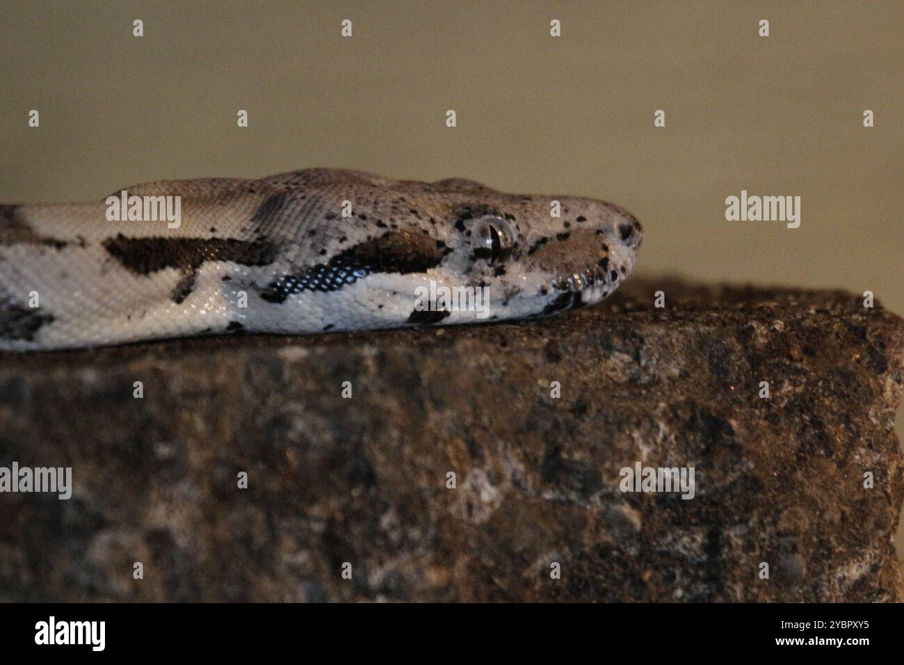 Portrait en gros plan d'une Boa Constrictor (Boa constrictor) Banque D'Images