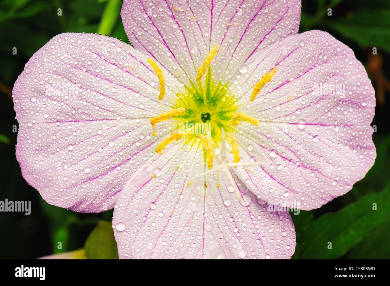 Oenothera speciosa est une espèce de la famille de l'onagre connue sous plusieurs noms communs, y compris les roses, l'onagre rose, l'eveni voyante Banque D'Images