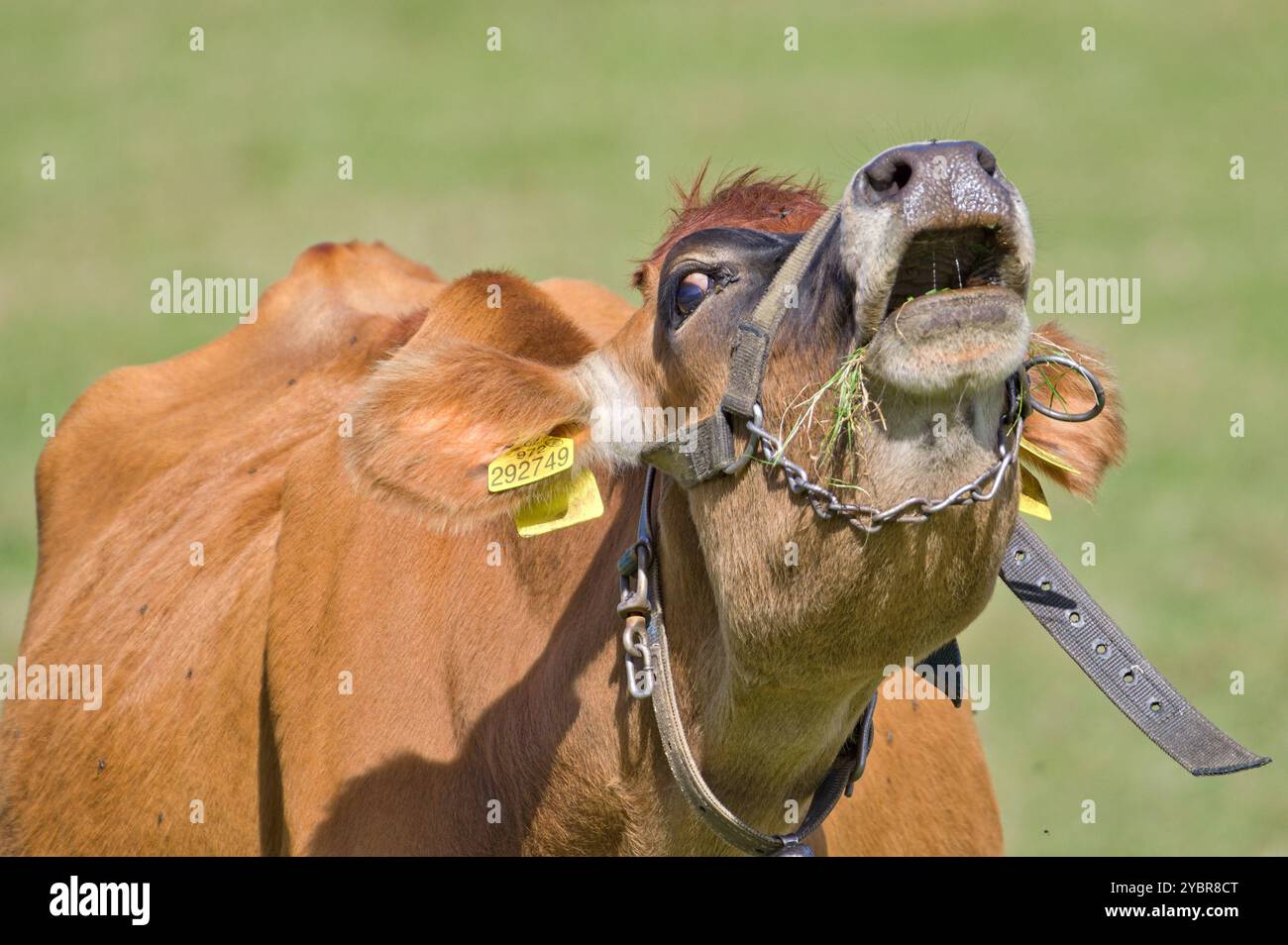 Portrait en gros plan d'une vache triste qui pleure. Expression triste et désespérée. Concept végétarien ou végétalien. Ethique de la consommation de viande. Drôle de photo d'animal. Banque D'Images
