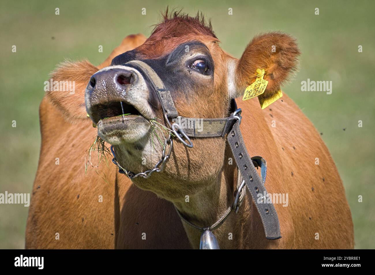 Portrait en gros plan d'une vache triste qui pleure. Expression triste et désespérée. Concept végétarien ou végétalien. Ethique de la consommation de viande. Drôle de photo d'animal. Banque D'Images