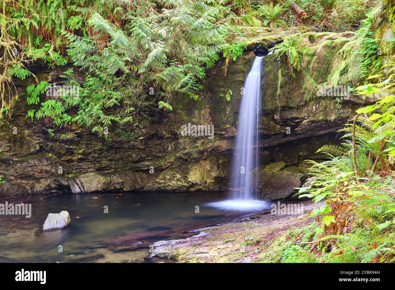 Entourées d'une forêt tropicale luxuriante, les chutes Stocking Creek, sur l'île de Vancouver, ont un flux d'eau pittoresque à la fin de l'été. Banque D'Images