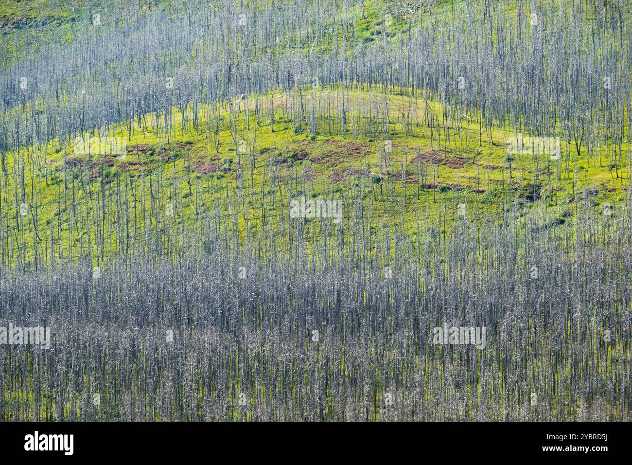 Arbres brûlés dans l'incendie de 2017 dans le parc national Waterton, Alberta, Canada. Banque D'Images