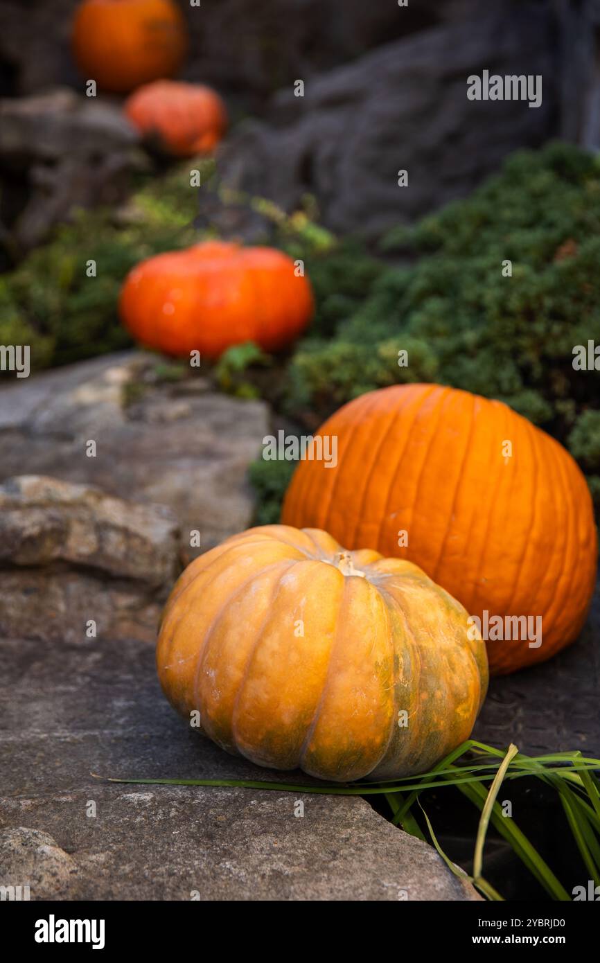 Sentier de citrouilles orange grimpant au-dessus des rochers dans un cadre d'automne rustique. Banque D'Images