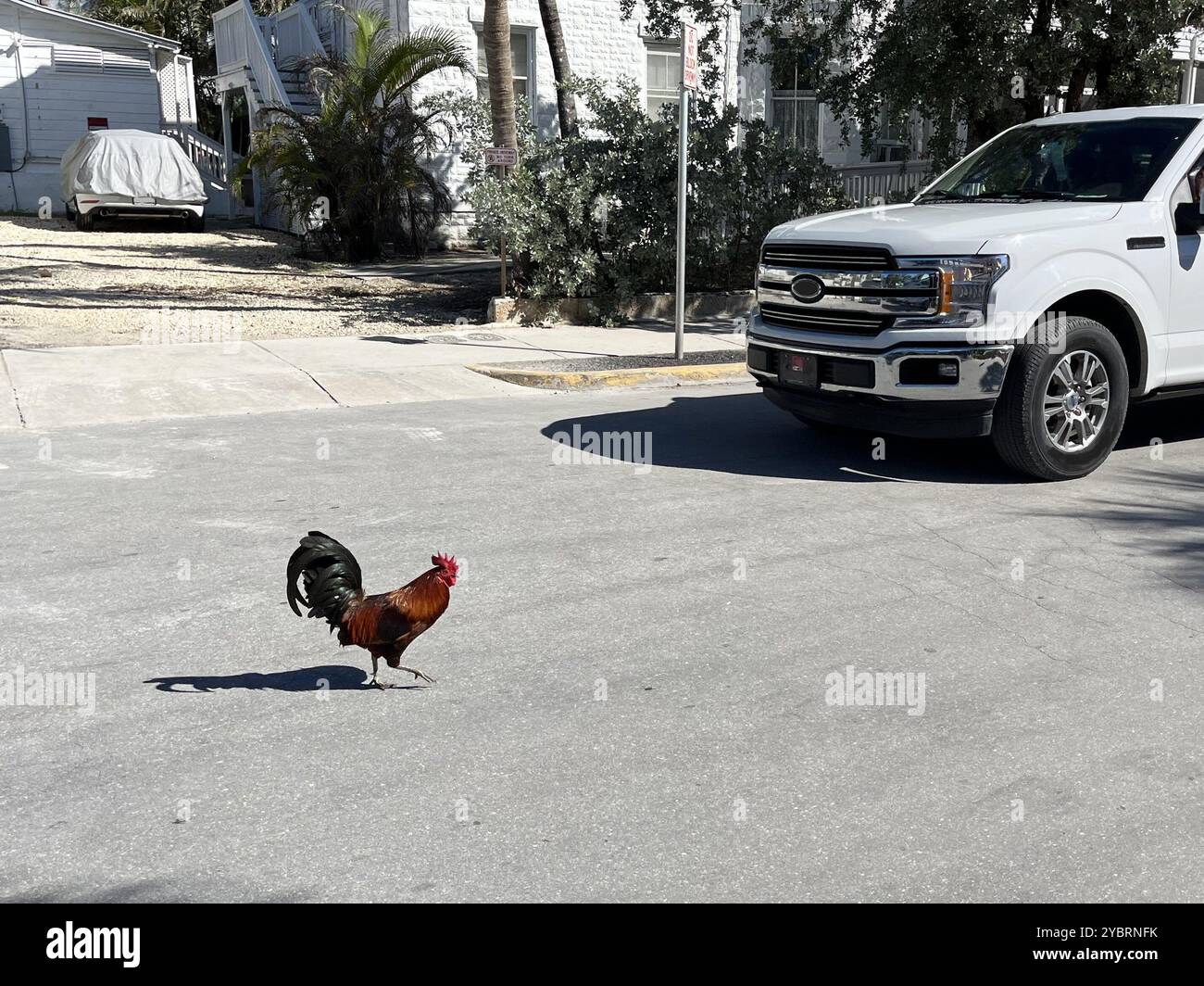 Pourquoi le poulet a-t-il traversé la route ? Un camion blanc attend alors qu'un coq traverse la route à Key West, en Floride, aux États-Unis. Banque D'Images