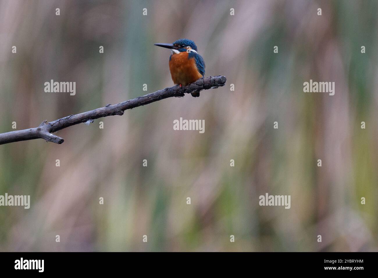 Un martin pêcheur commun ou eurasien (Alcedo atthis) perché au-dessus d'un petit lac à apark à Kanagawa, au Japon. Banque D'Images