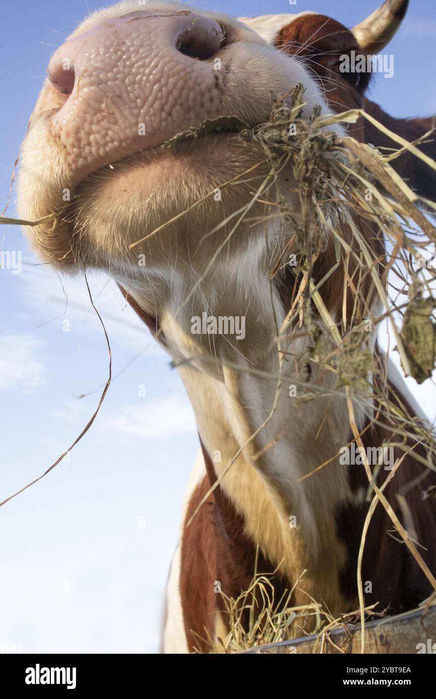 Photo d'un portrait d'une vache ayant un repas de foin Banque D'Images