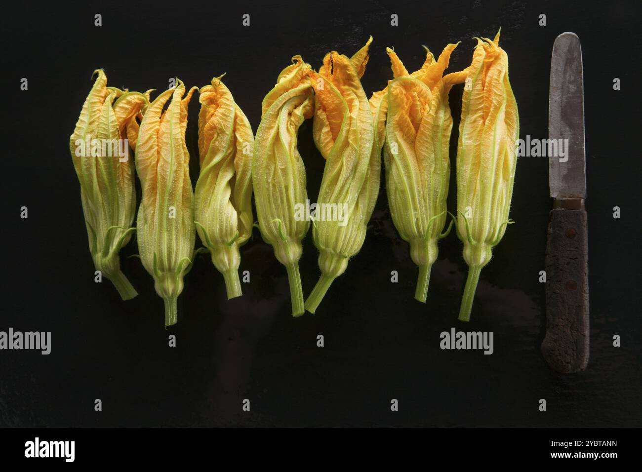 Présentation de la citrouille jaune fleur sur fond noir Banque D'Images