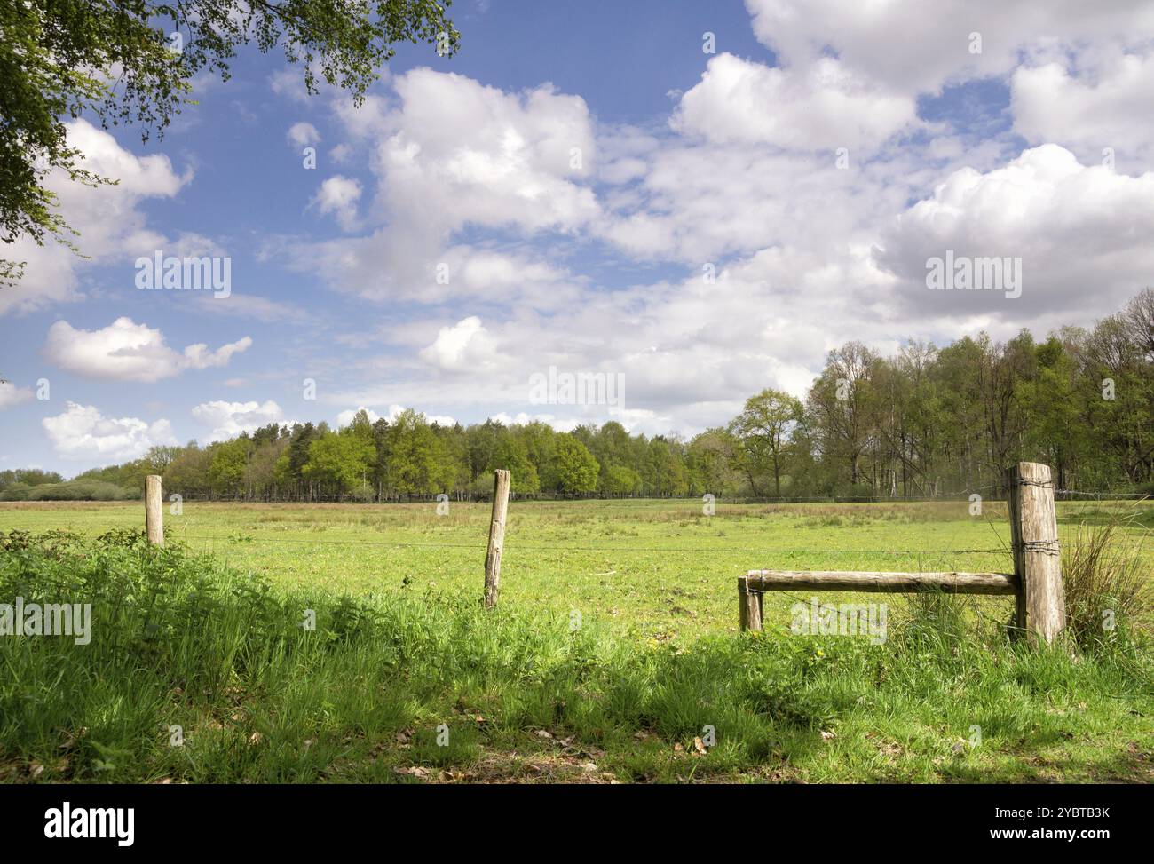 Vue sur un pré dans la réserve naturelle de Pannenhoef située entre Zundert, Etten-Leur et Rijsbergen dans la province du Brabant Nord Banque D'Images