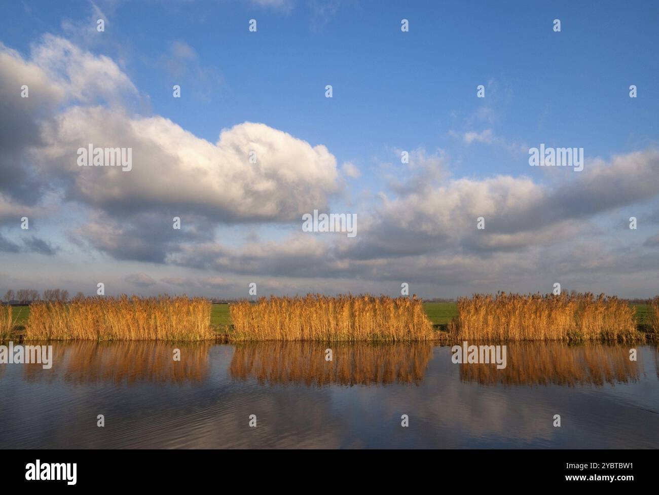 Ammersche Reed le long du canal près de Boezem le village néerlandais, Groot-Ammers s'allume dans le soleil du soir Banque D'Images