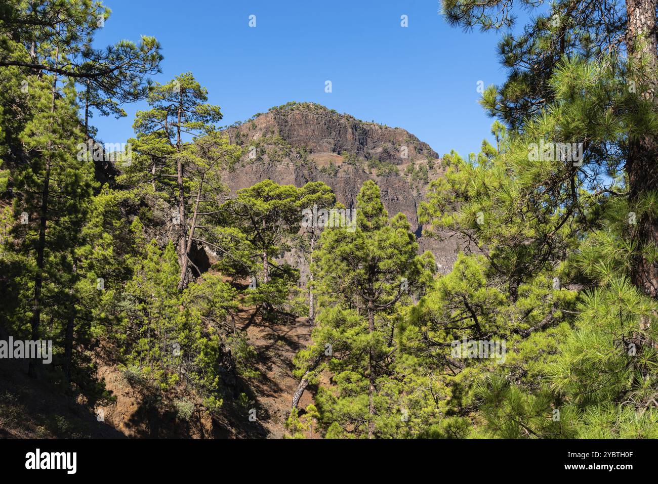 Parc national de Caldera de Taburiente. Ancien cratère de volcan avec forêt de pins canariens. La Palma, îles Canaries. Pinus canariensis Banque D'Images