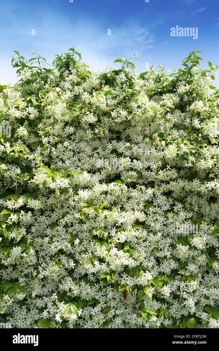 Documentation photographique d'une haie de jasmin en pleine floraison en été Banque D'Images