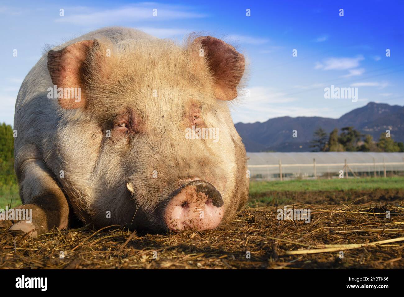 Photo d'un gros cochon pris en se reposant dans un pré Banque D'Images