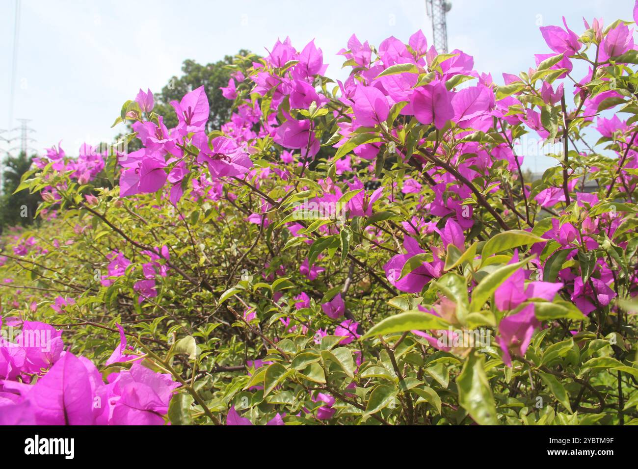 Bougainvilliers rouges pour le fond. Banque D'Images