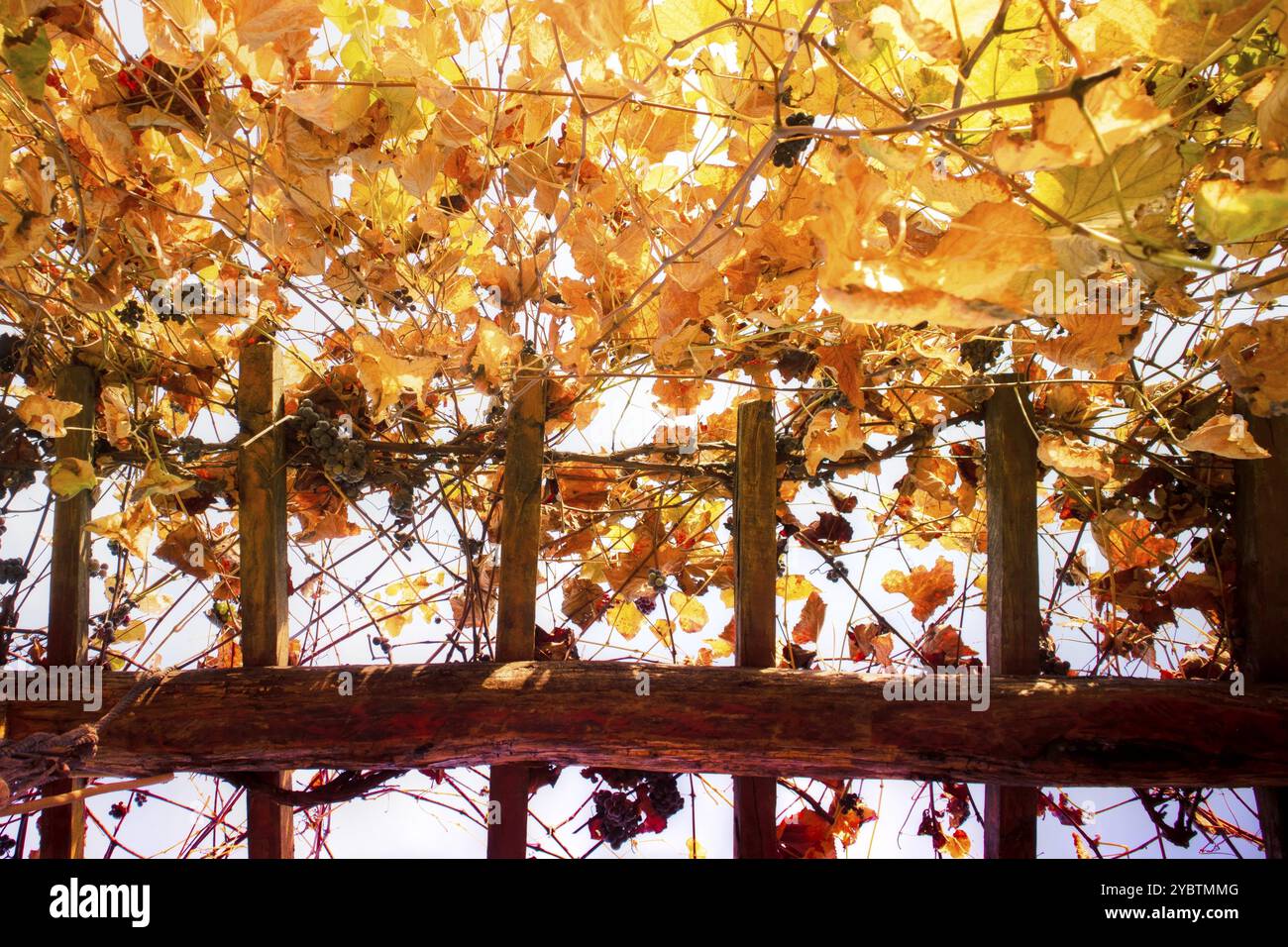 La couleur pastel et chaude des feuilles de vigne en octobre Banque D'Images