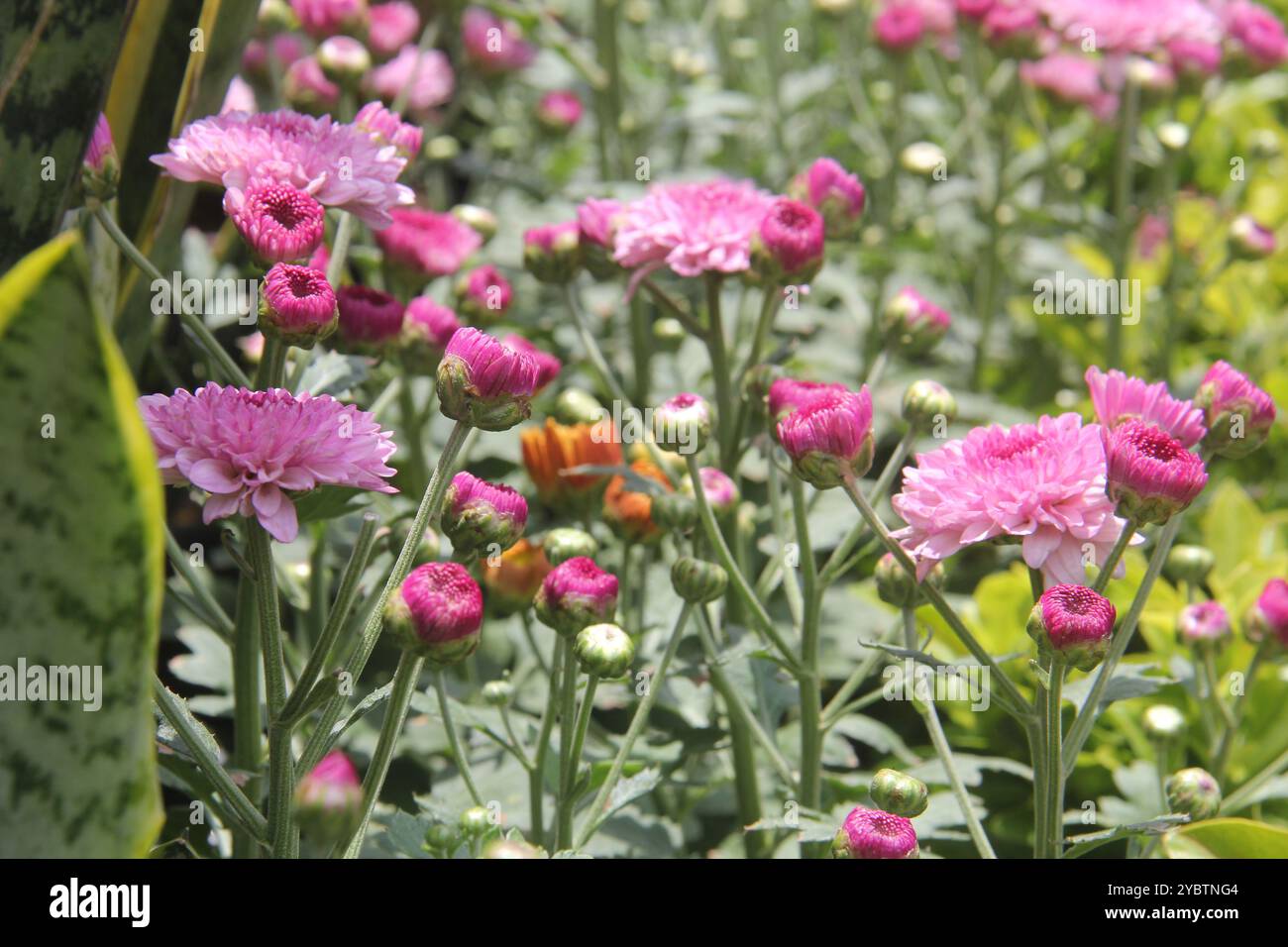 fleurs de chrysanthème qui sont sur le point de fleurir. Banque D'Images