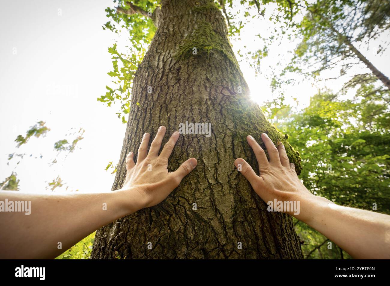 Perspective personnelle d'un homme touchant un arbre Banque D'Images