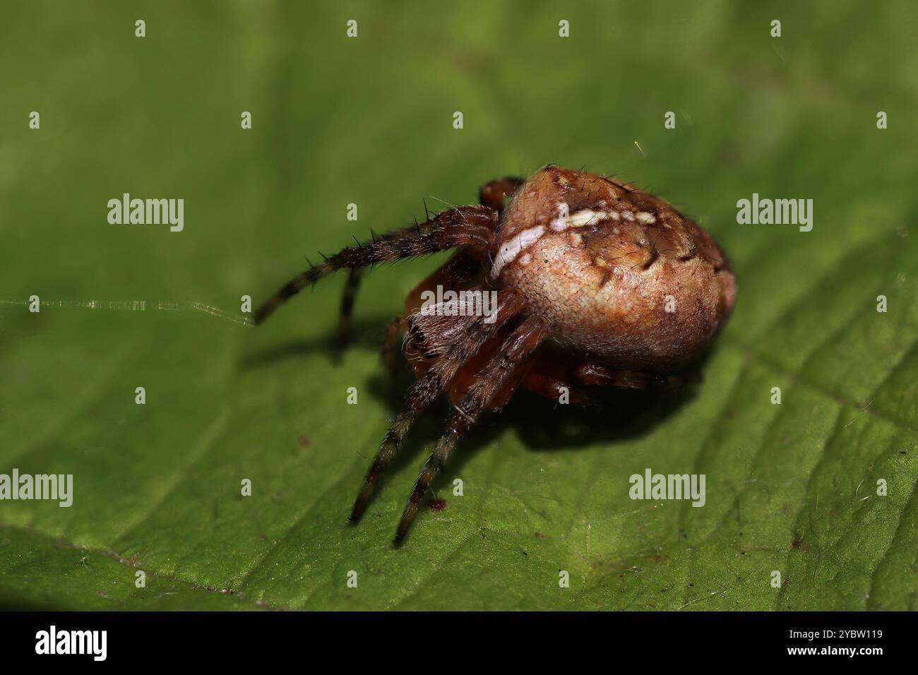 Jardin Araignée Araneus diadematus Banque D'Images