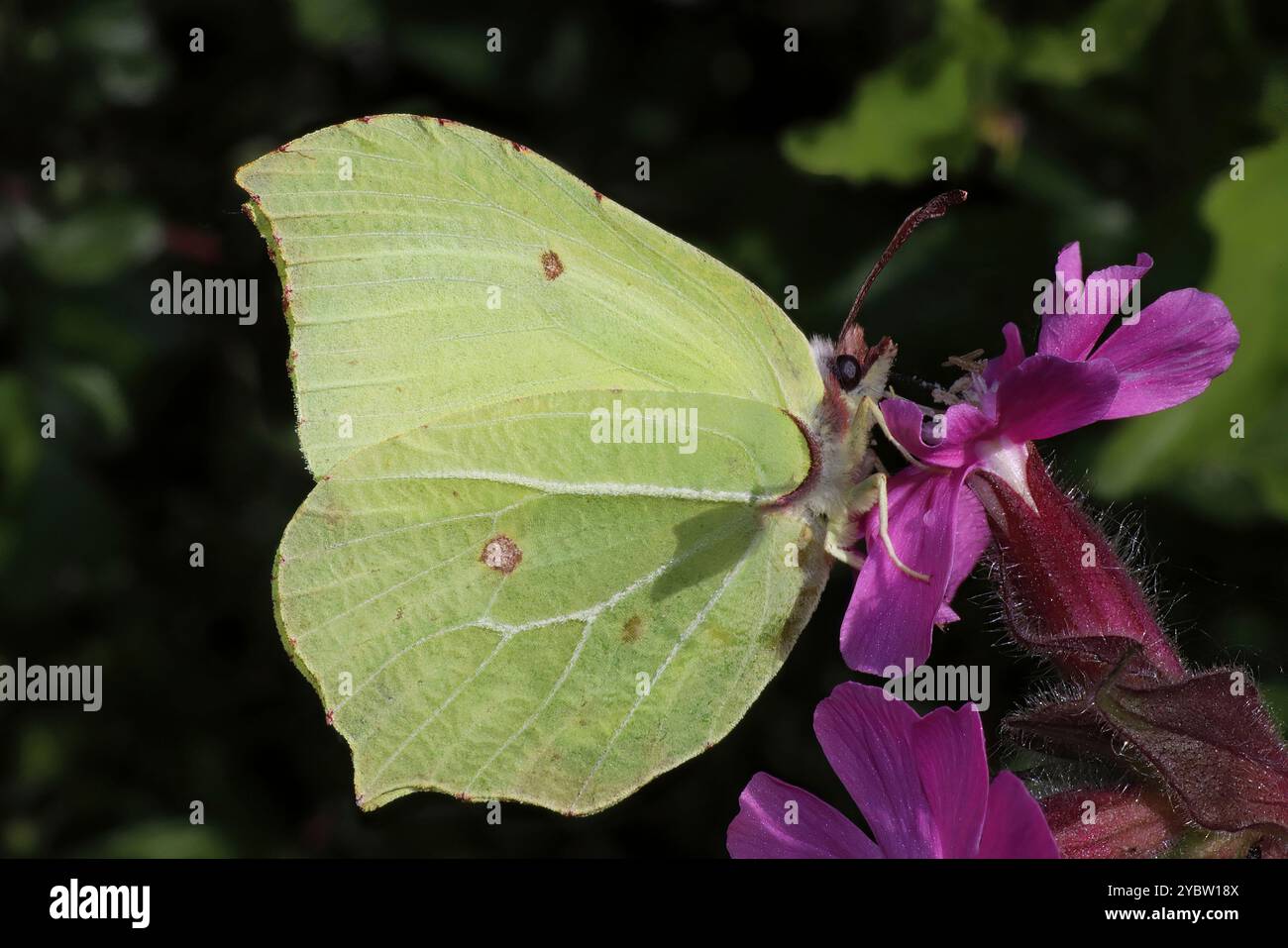 Brimstone Gonepteryx rhamni Banque D'Images