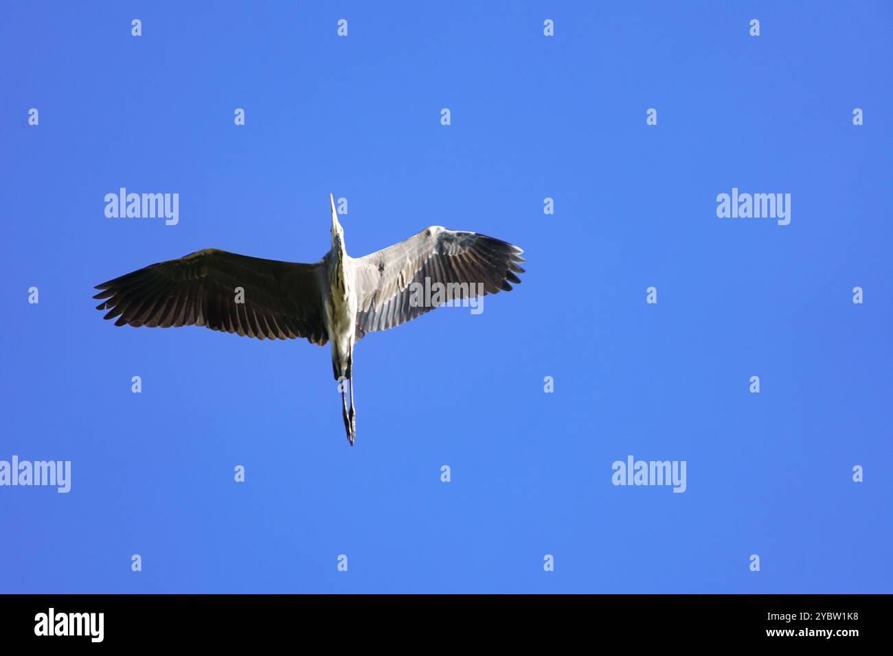 Un grand héron gris (Ardea cinerea) volant juste à travers la caméra contre un ciel bleu profond, tourné d'une perspective inhabituelle Banque D'Images