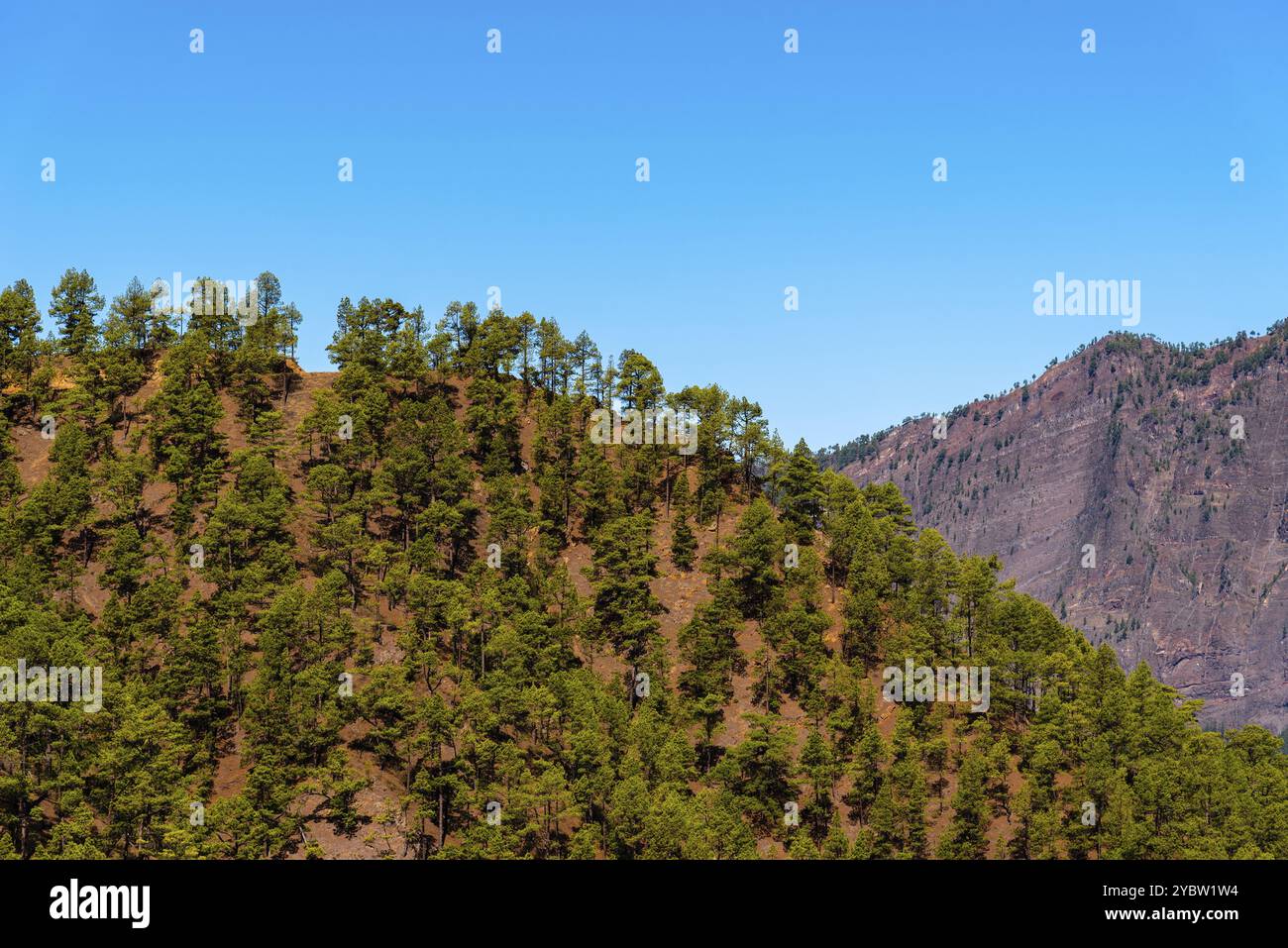 Parc national de Caldera de Taburiente. Ancien cratère de volcan avec forêt de pins canariens. La Palma, îles Canaries. Pinus canariensis Banque D'Images