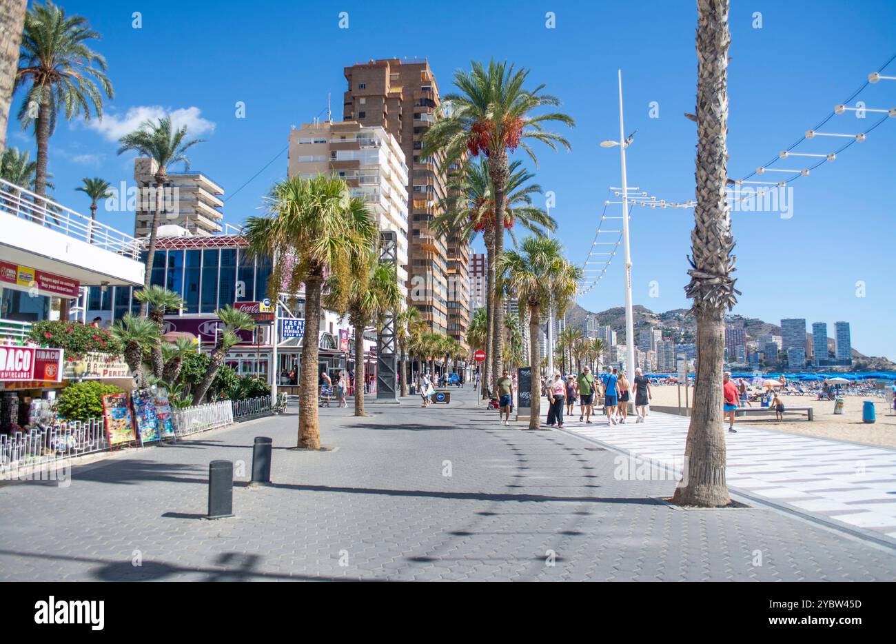 Promenade bordée de palmiers sur la plage de Levante à Benidorm sur la Costa Blanca en Espagne Banque D'Images