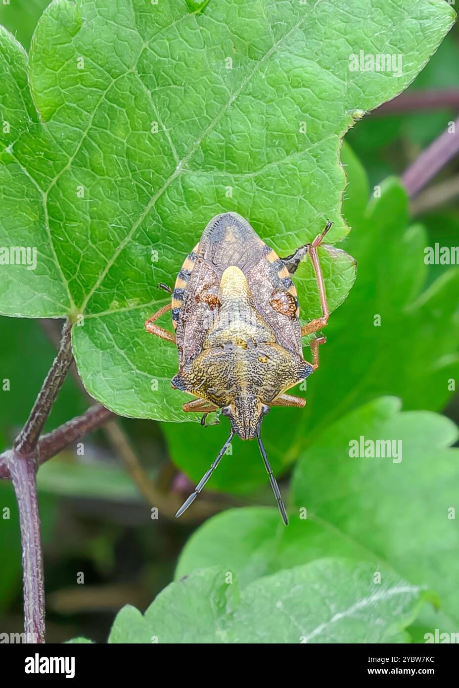 Shieldbug crié noir (Carpocoris purpureipennis), Saou, Drôme, France Banque D'Images Shieldbug crié noir (Carpocoris purpureipennis), Saou, Drôme, France Banque D'Images