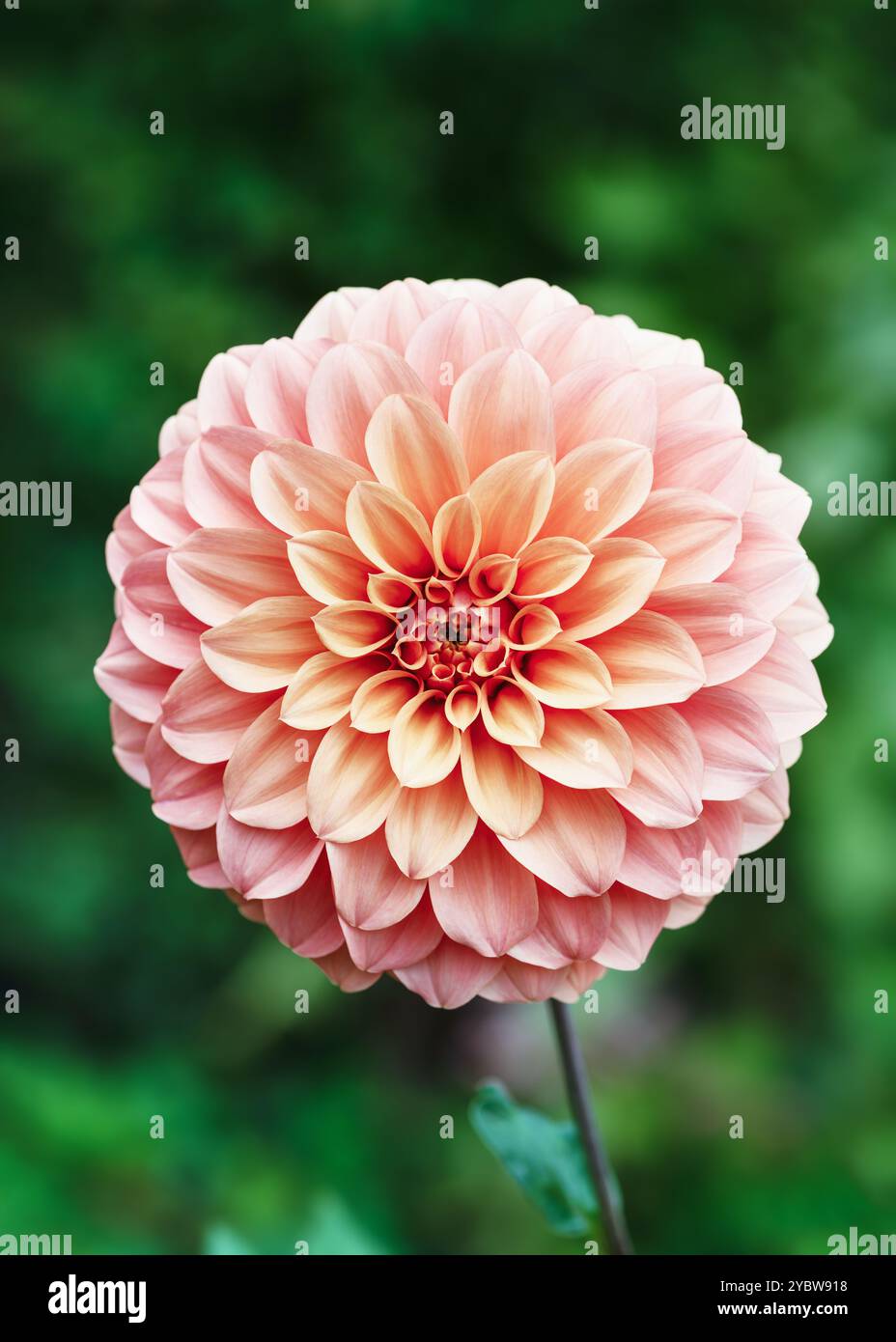 Belle fleur de dahlia 'Jowey Linda' orange, boule rouge au beau jour avec fond bokeh flou agréable et doux. Concept floristique ou jardinage. Banque D'Images