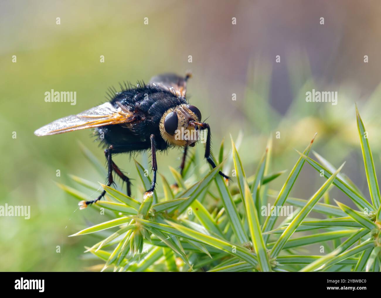 Tachinidé géant (Tachina grossa), Saillans, Drôme, France Banque D'Images Tachinidé géant (Tachina grossa), Saillans, Drôme, France Banque D'Images