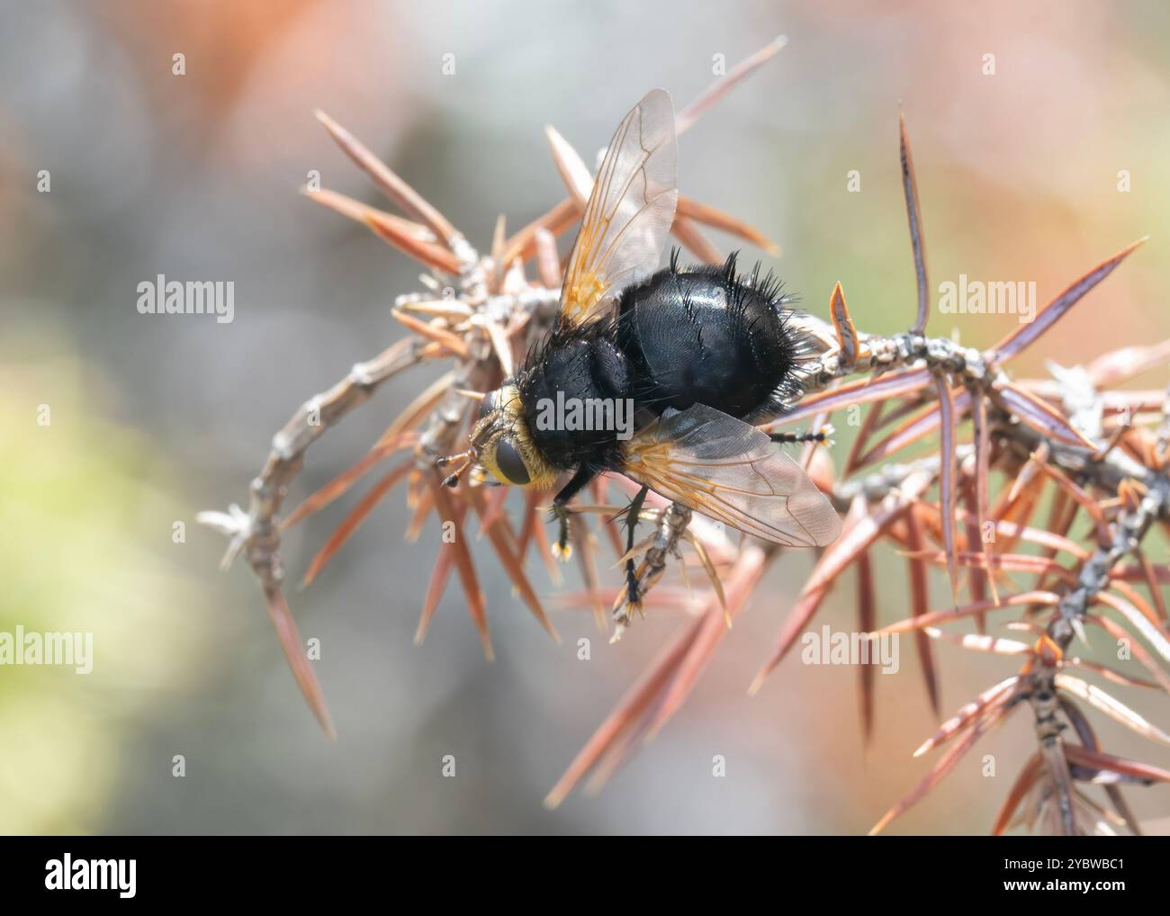 Tachinidé géant (Tachina grossa), Saillans, Drôme, France Banque D'Images Tachinidé géant (Tachina grossa), Saillans, Drôme, France Banque D'Images