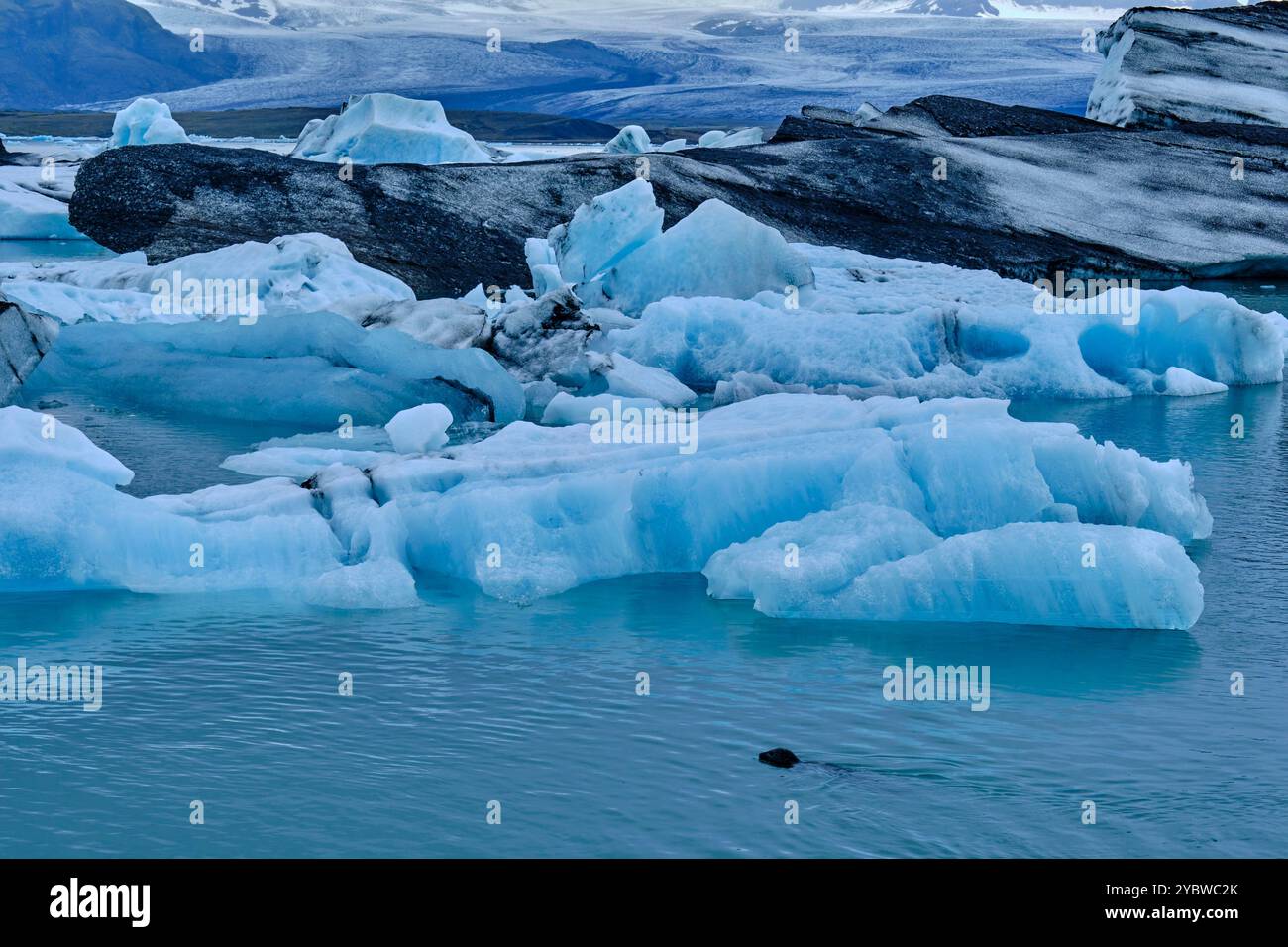Islande, Islande orientale, Austurland, parc national de Vatnajokull, lac glaciaire de Jokulsarlon, joint de natation Banque D'Images