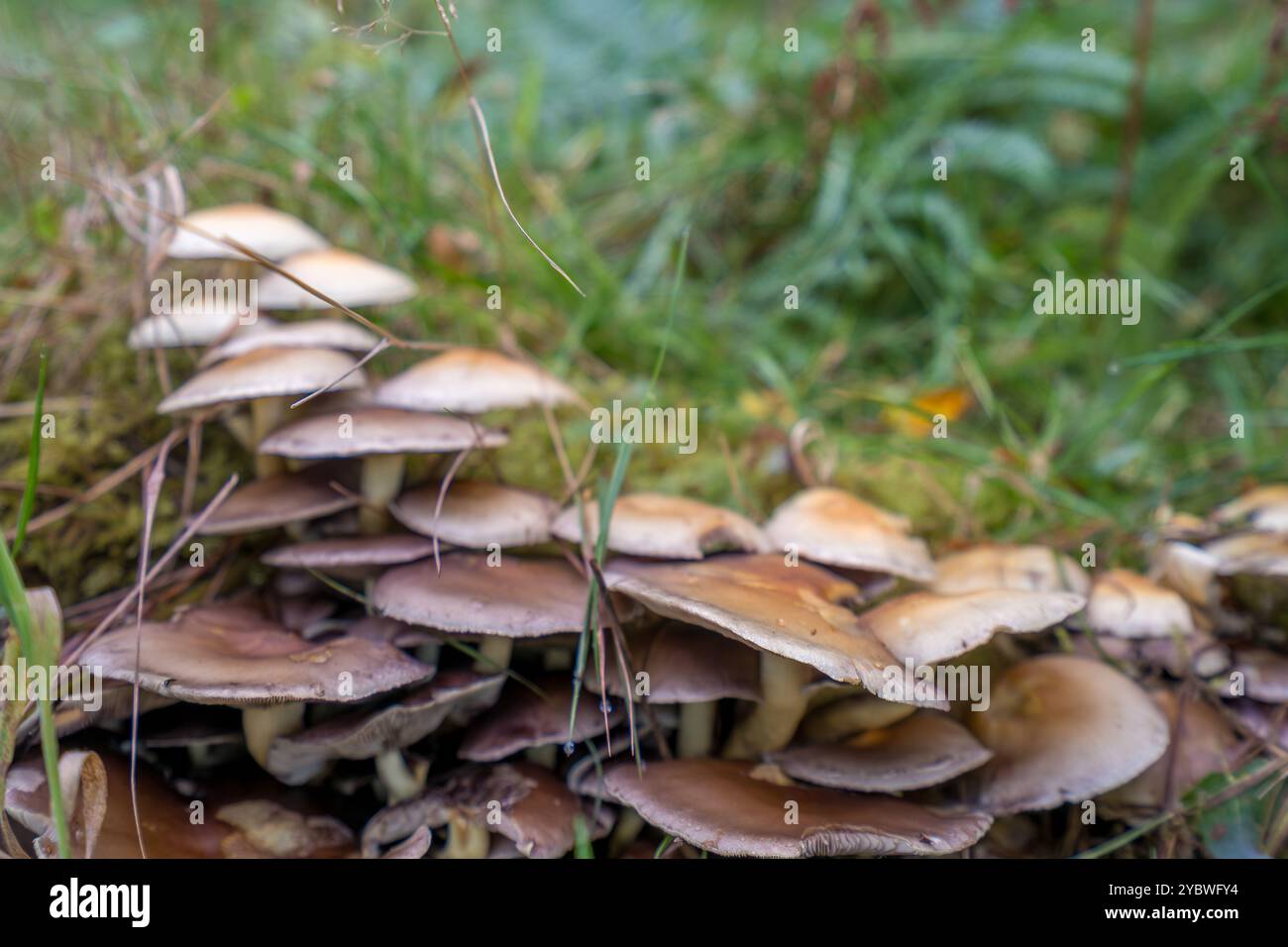 Grappe de champignons sur le sol boisé Banque D'Images