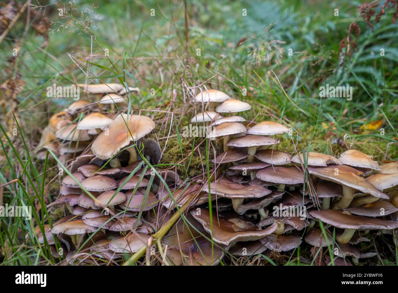 Touffe de champignons sur le sol boisé Banque D'Images