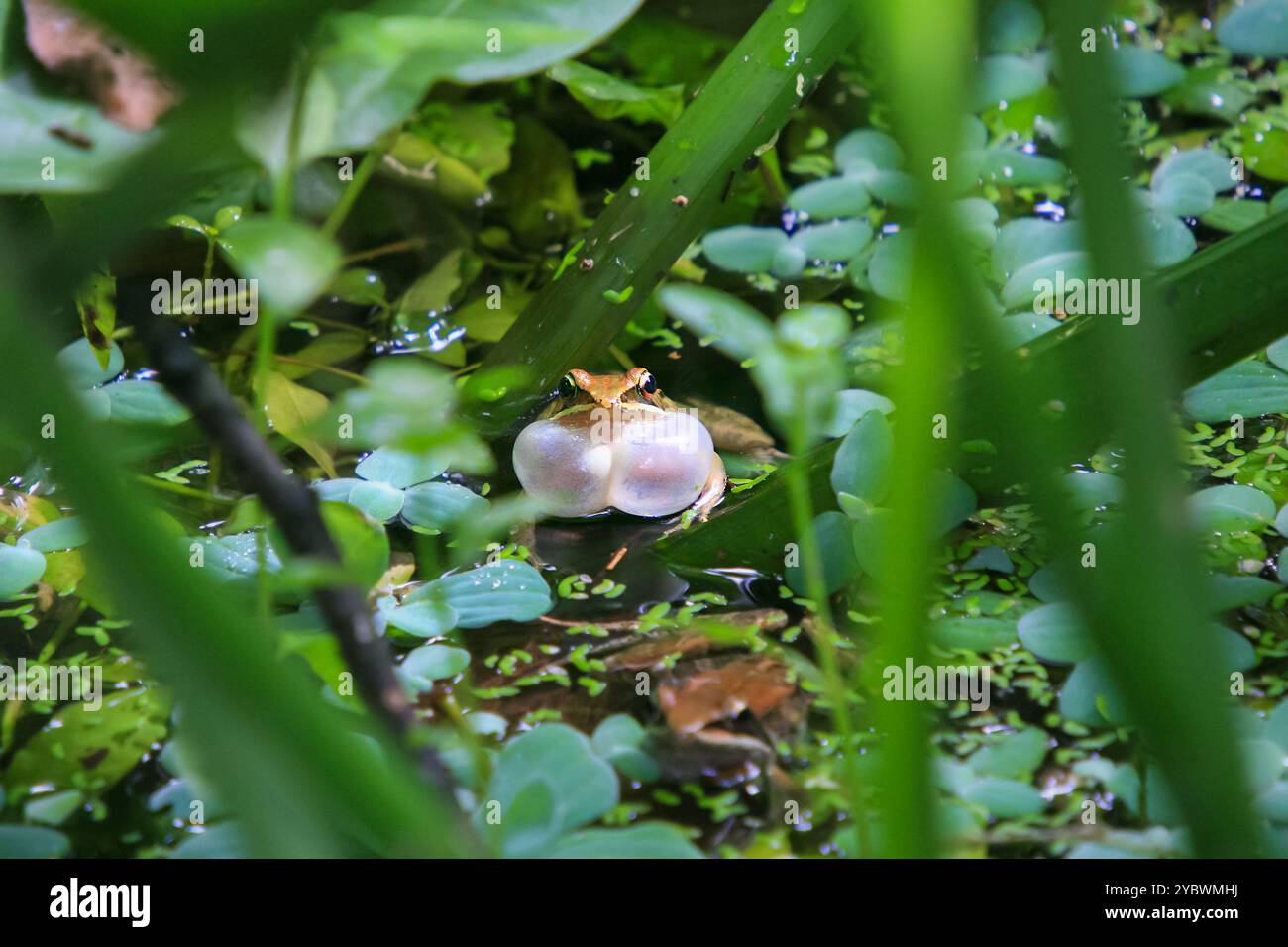 Une grenouille olive (Nidirana adenopleura) avec son sac vocal gonflé, prête à appeler. La grenouille est partiellement submergée dans un étang, entourée de V vert luxuriant Banque D'Images