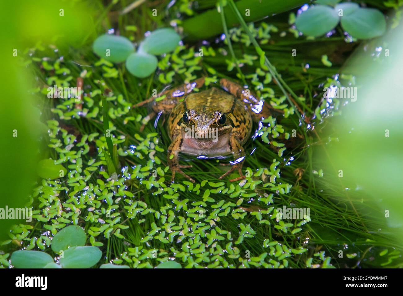 Une grenouille olive (Nidirana adenopleura) avec son sac vocal gonflé, prête à appeler. La grenouille est partiellement submergée dans un étang, entourée de V vert luxuriant Banque D'Images