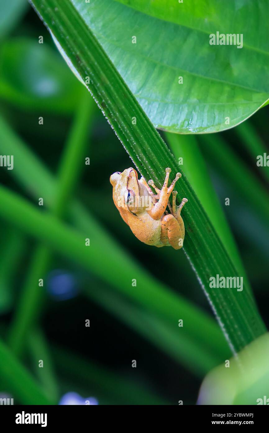 La grenouille arboricole à pattes tachetées, ou grenouille arboricole de Brauer, est parfaitement camouflée sur les tiges vertes de l'étang. La peau lisse de la grenouille et les grands yeux Ar Banque D'Images