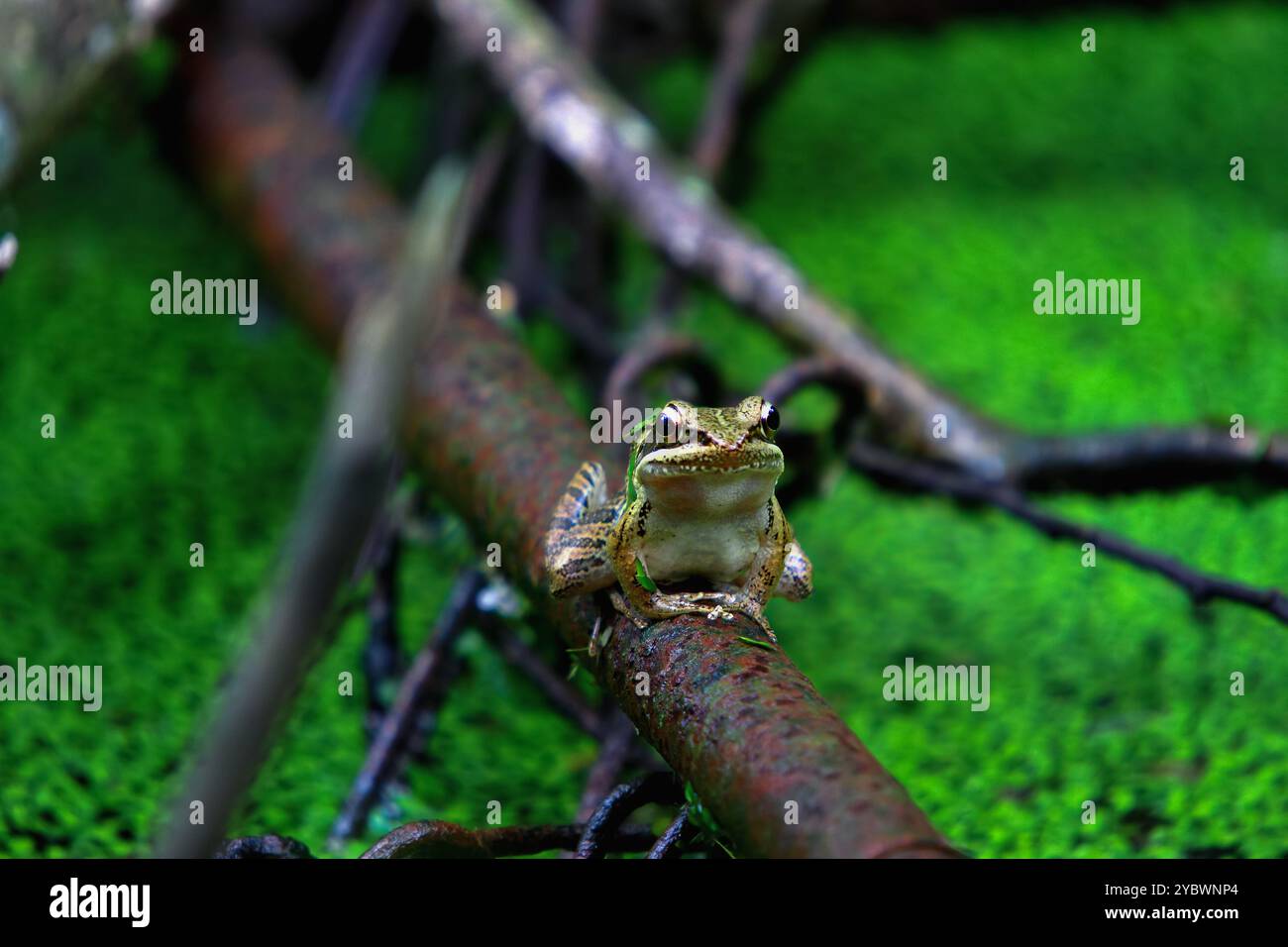 Un gros plan d'une grenouille olive perchée sur une fine brindille. La grenouille a un corps brun avec des taches brunes. New Taipei City, Taiwan. Banque D'Images