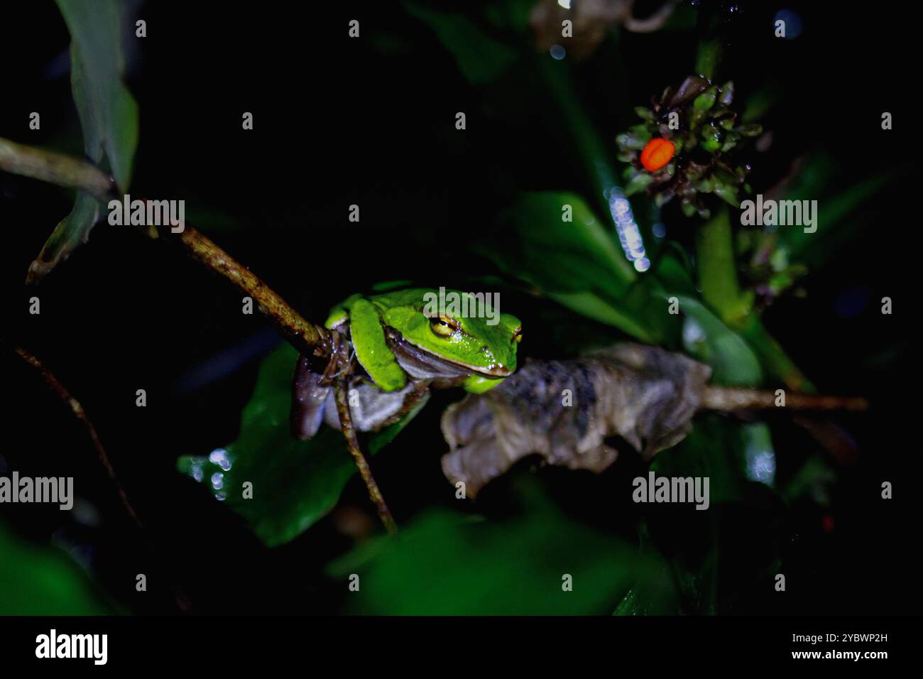 Une grenouille verte émeraude vibrante (Zhangixalus aurantiventris) est perchée sur une brindille mince, sa couleur vive contrastant avec les tons plus sombres du su Banque D'Images