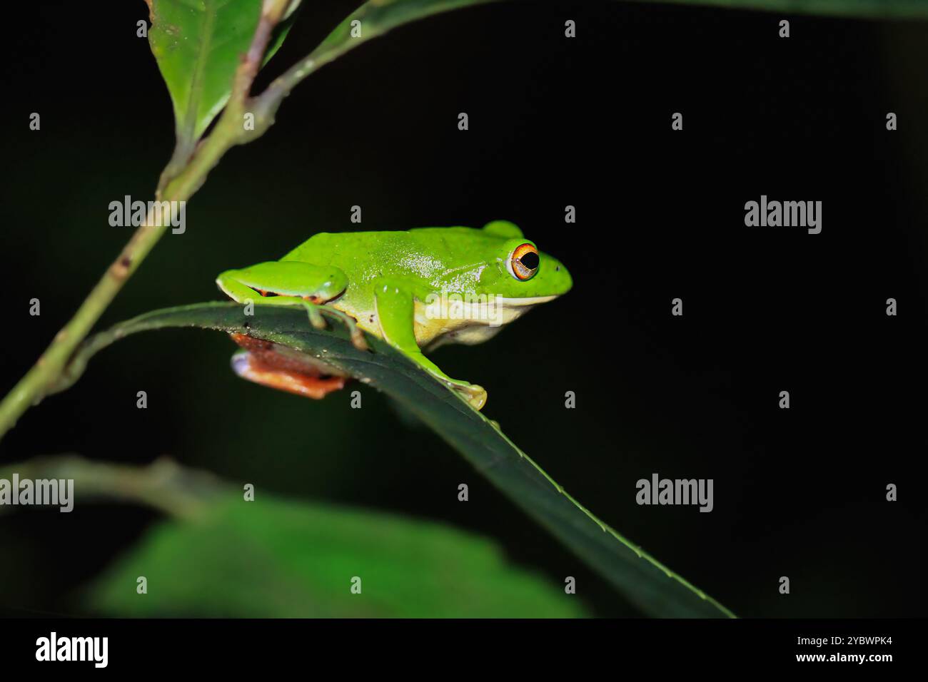 Un vert vif grenouille de Moltrecht (Zhangixalus moltrechti) s'accroche à une large feuille la nuit, ses yeux dorés contrastant avec son lisse et tacheté Banque D'Images