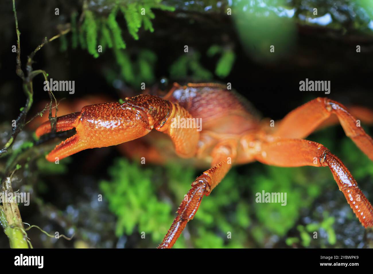 Une macro photographie du visage d'un crabe d'eau douce de Rathbun, mettant en valeur ses détails complexes et sa couleur rouge frappante. Les yeux composés et le pouvoir du crabe Banque D'Images
