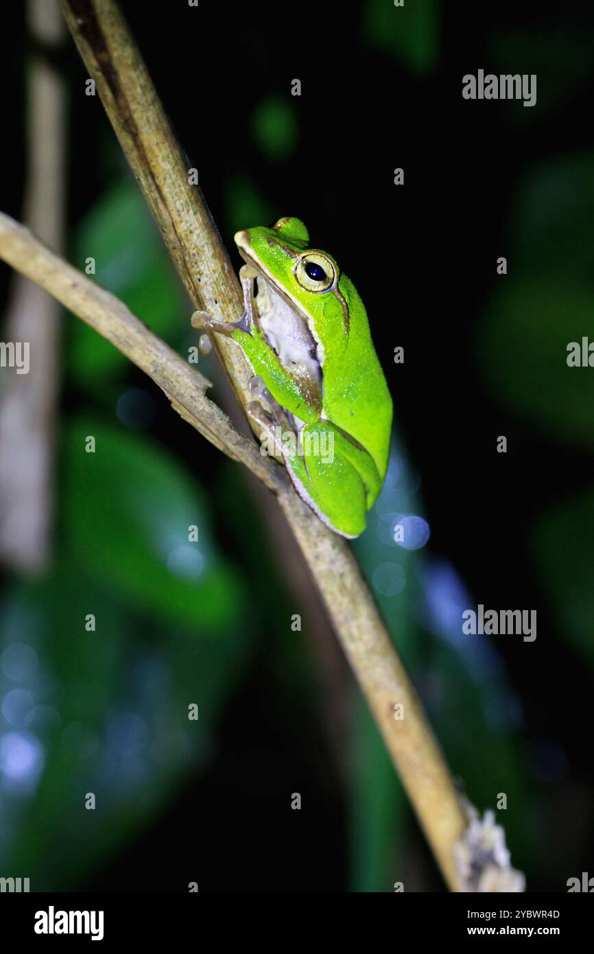 Une grenouille verte émeraude éclatante s'accroche à une brindille élancée, ses grands yeux dorés fixés sur l'appareil photo. Taiwan, New Taipei City. Banque D'Images