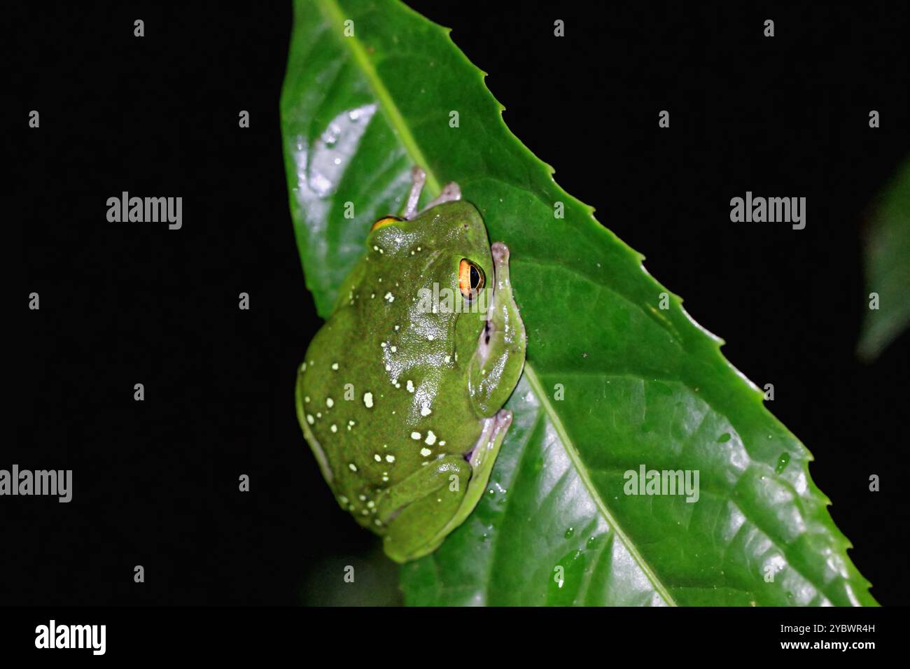 Un vert vif grenouille de Moltrecht (Zhangixalus moltrechti) s'accroche à une large feuille, ses yeux dorés contrastant avec sa peau lisse et tachetée. Ne Banque D'Images