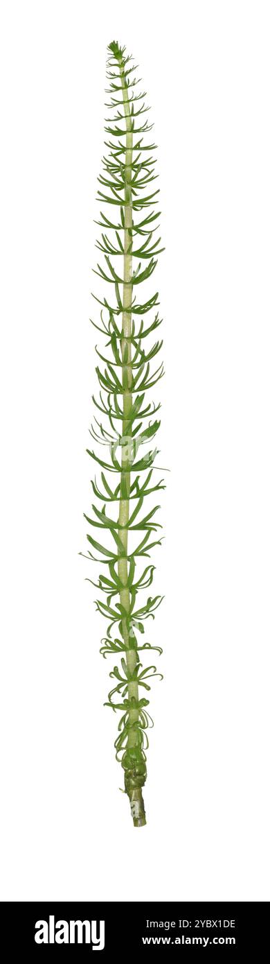 Queue de jument - Hippuris vulgaris Banque D'Images